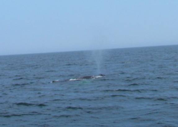 Baleia esguicha no mar do Acadia National Park, no Maine, nos Estados Unidos